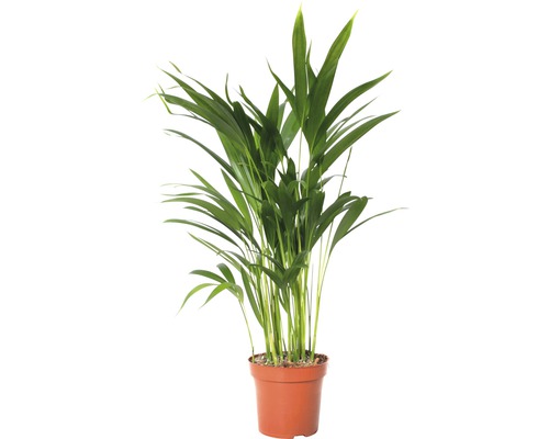 Areca Palme im Topf